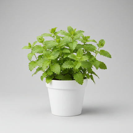 Mélisse officinale