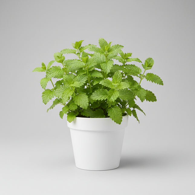 Lemon Balm Seeds – Heirloom Fragrant Herbal Favorite