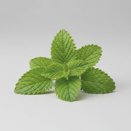 Mélisse officinale