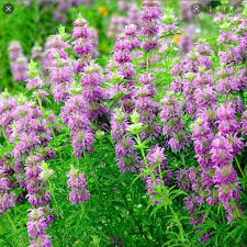 Lemon Bergamot