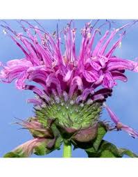 Lemon Bergamot