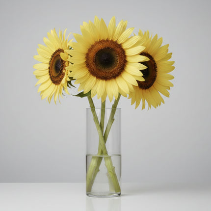 Tournesol, Reine du Citron