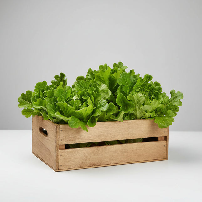 Lettuce Baby Oakleaf Seeds – Heirloom Tender Salad Classic