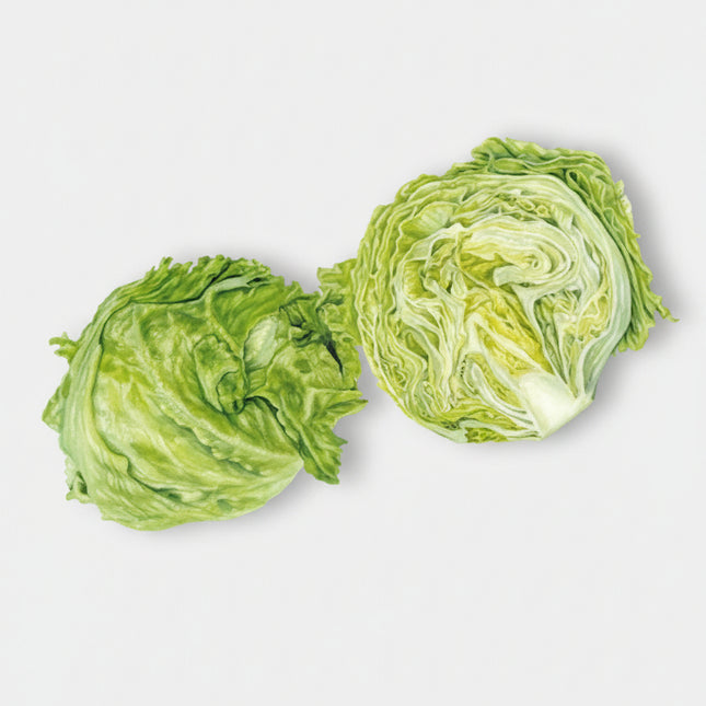 Lettuce Green Iceberg Great Lakes Seeds – Heirloom Crisphead Iceberg Standard