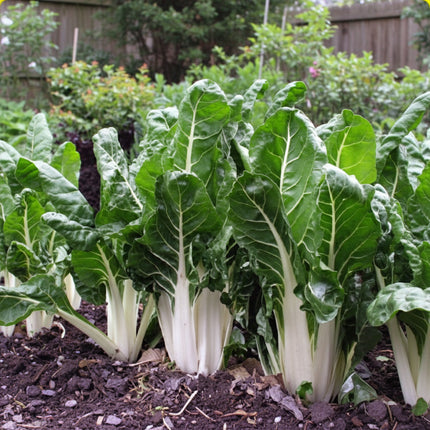 Chard Swiss Lucullus Giant Seeds – Heirloom Heavy Yielder