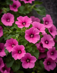 Mallow, Hot Pink