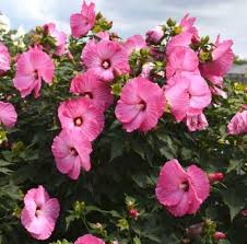 Mallow, Hot Pink