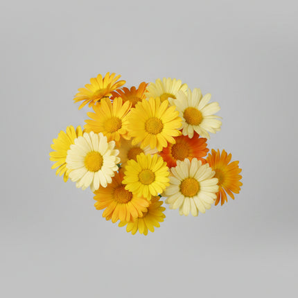 Mélange FG de calendula et de marguerites