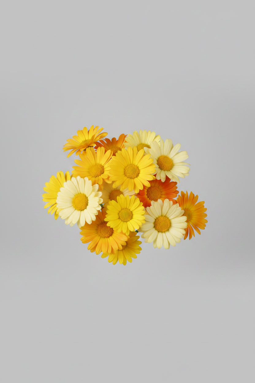 Calendula Daisy FG Mix Seeds – Heirloom Bright Edible Floral Favorite