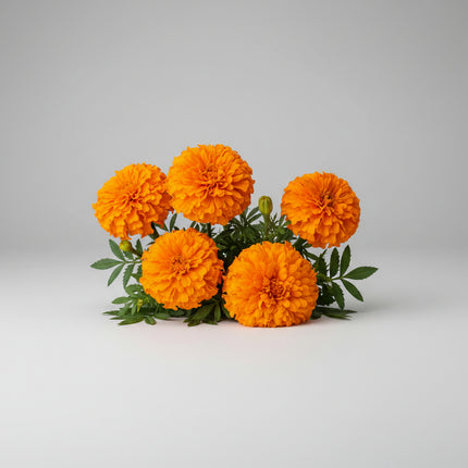 Marigold Crackerjack Mixed Seeds – Heirloom Giant Floral Favorite