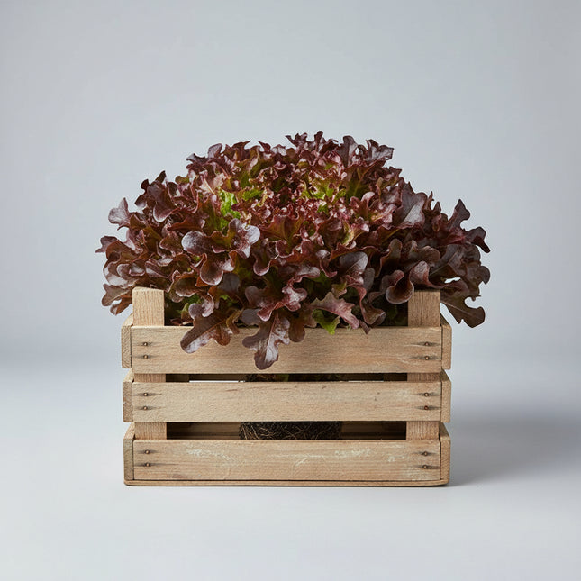 Lettuce Mascara Oakleaf Seeds – Heirloom Deep Red Salad Favorite