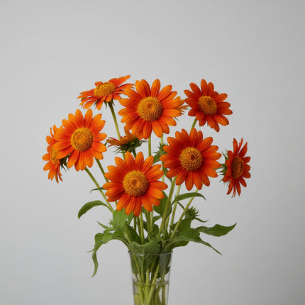 Tournesol mexicain