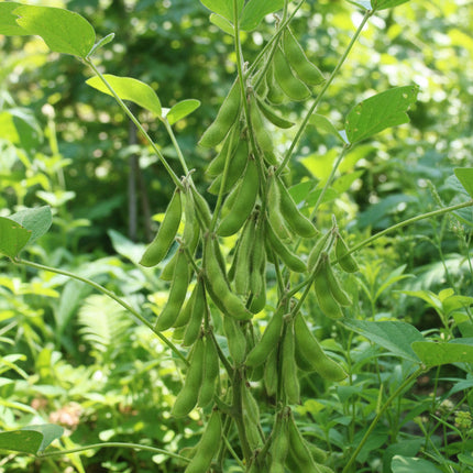 Bean Soy Edamame Midori Giant Seeds – Heirloom Sweet & Prolific Specialty Crop