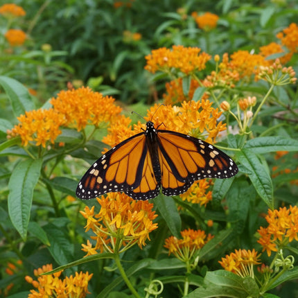 Asclépiade papillon