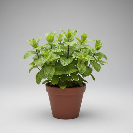 Menthe