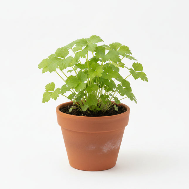 Parsley Mitsuba (Japanese Parsley) Seeds – Heirloom Culinary Herb