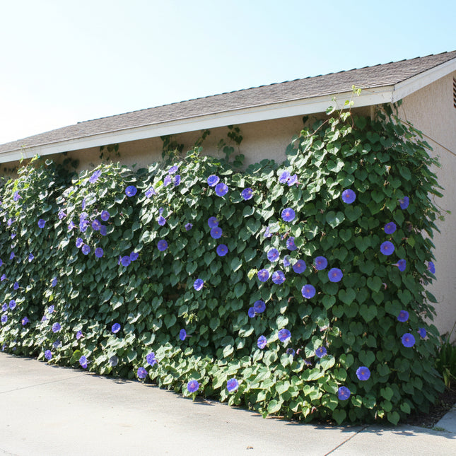 Morning Glory Seeds – Heirloom Classic Climber