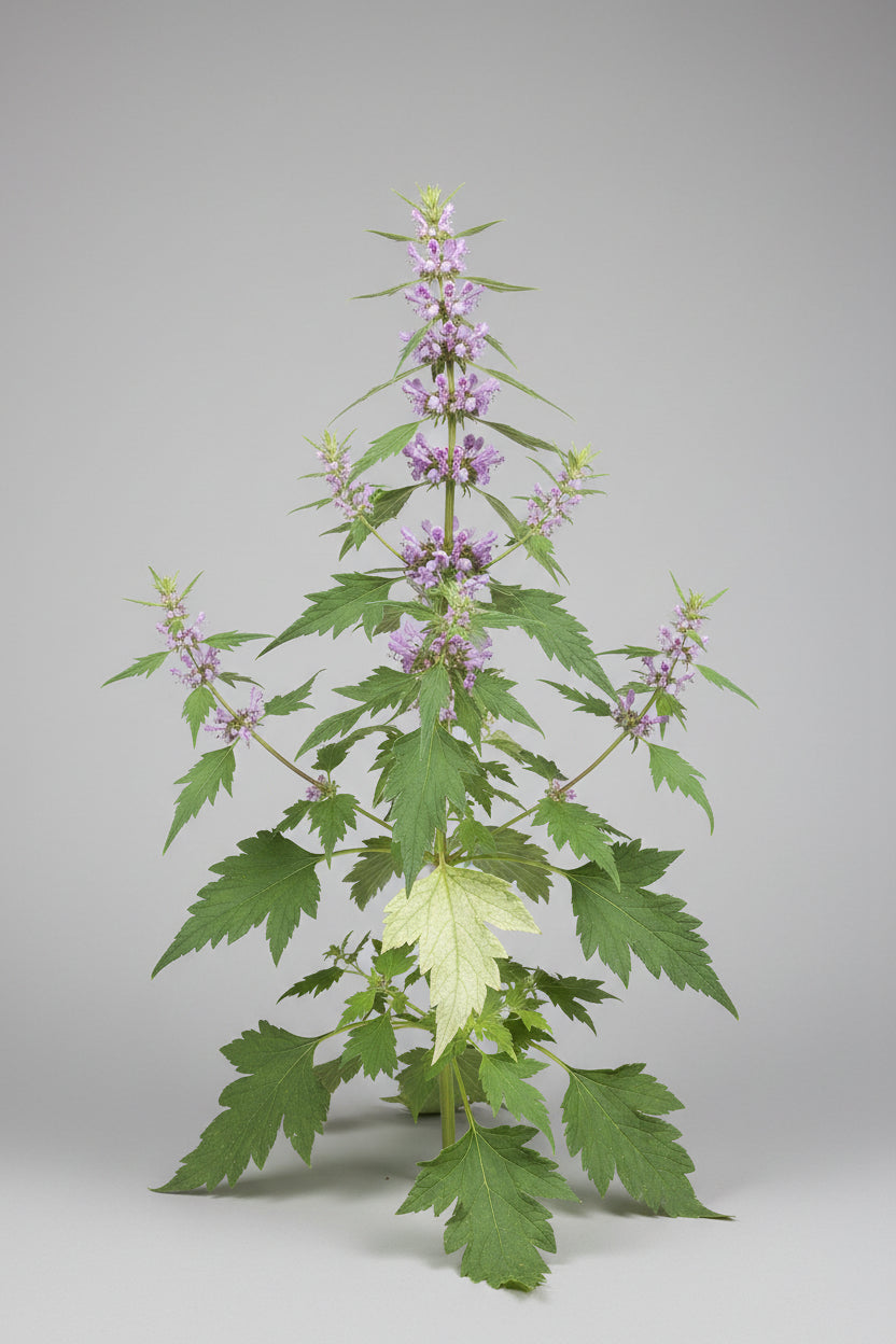 Motherwort Seeds – Heirloom Traditional Herbal Favorite