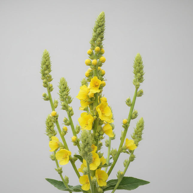 Mullein Seeds – Heirloom Architectural & Herbal Classic