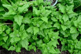 Spinach, New Zealand