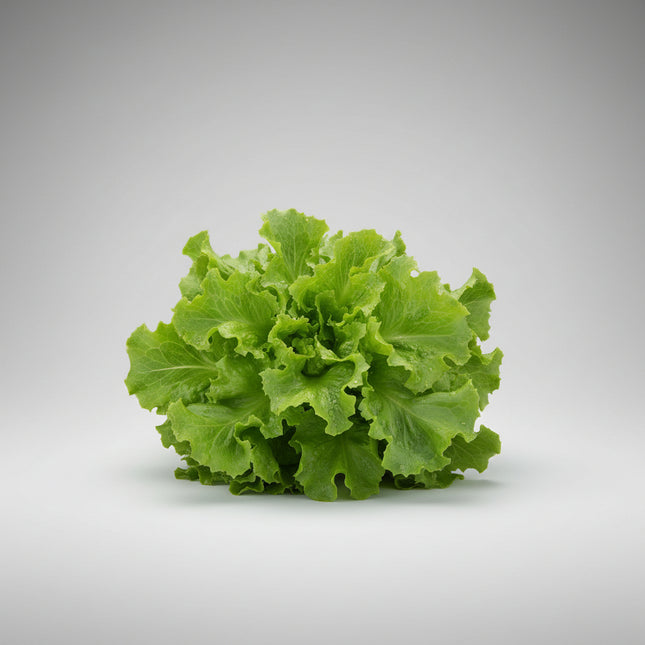 Endive Seeds – Heirloom Broad-Leaved Batavian Classic