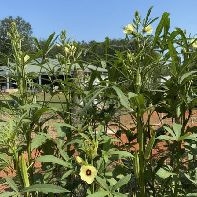 Okra Long Pod Green Seeds – Heirloom Heavy Producer