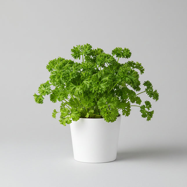 Parsley Triple Curled Seeds – Heirloom Garnishing Classic