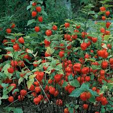 Chinese Lantern (Physalis)