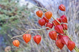 Chinese Lantern (Physalis)