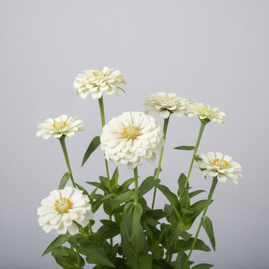 Zinnia Polar Bear Seeds – Heirloom Pure White Cut-Flower Favorite