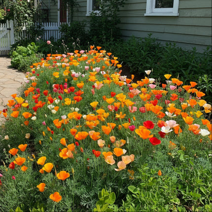 Pavot, orange CA