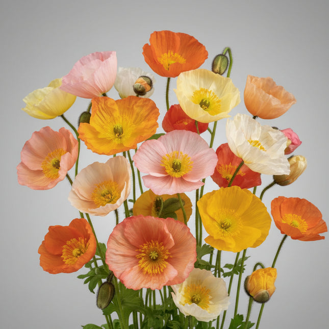 Poppy Icelandic Seeds – Heirloom Delicately Crinkled Cool-Season Favorite
