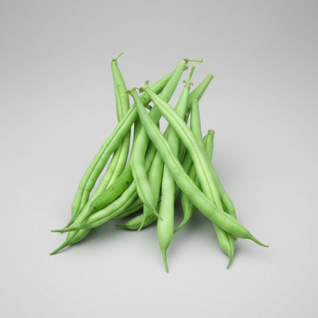 Bean Provider Seeds – Heirloom Early Bush Green Bean Classic