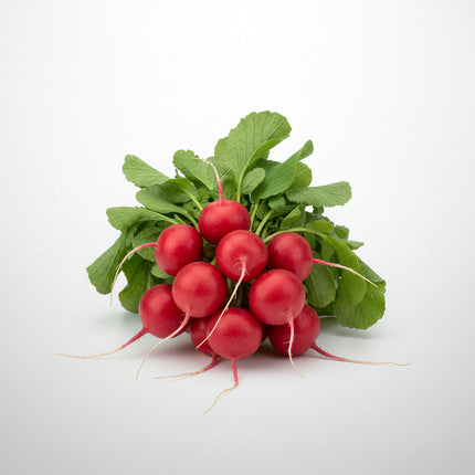 Radish Champion Seeds – Heirloom Cold-Hardy Classic