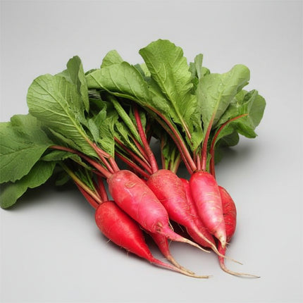 Radish China Rose Seeds – Heirloom Winter Storage Classic