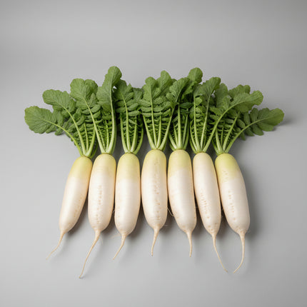 Radish China White Seeds – Heirloom Crisp Winter Daikon Classic