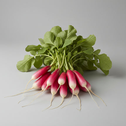 Radish French Breakfast Seeds – Heirloom Oblong Market Classic