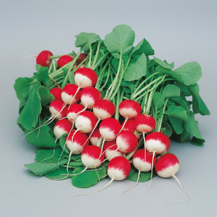 Radish Sparkler Seeds – Heirloom Bicolor Market Classic