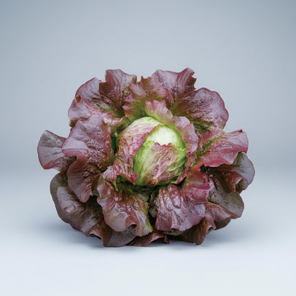 Laitue, Iceberg rouge