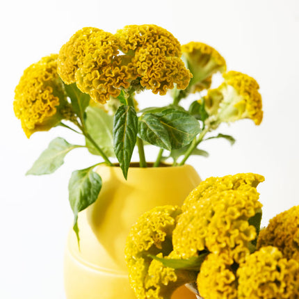 Celosia Reprise Series Seeds – Professional Crested Cockscomb Cut Flower Standard
