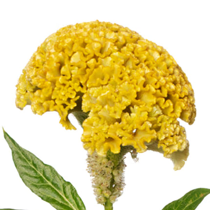 Celosia Reprise Series Seeds – Professional Crested Cockscomb Cut Flower Standard