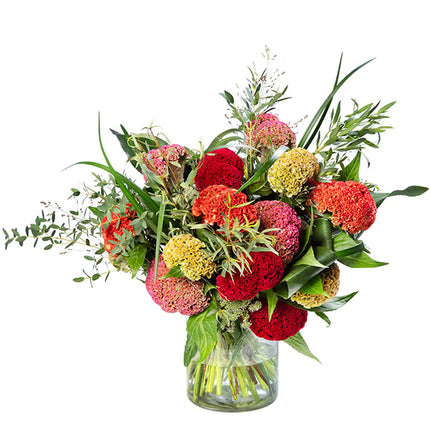 Celosia Reprise Series Seeds – Professional Crested Cockscomb Cut Flower Standard