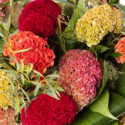 Celosia Reprise Series Seeds – Professional Crested Cockscomb Cut Flower Standard