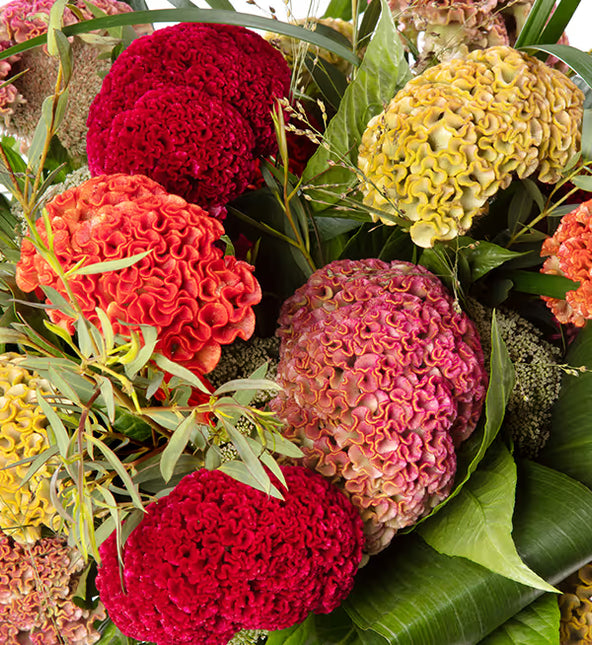 Celosia Reprise Series Seeds – Professional Crested Cockscomb Cut Flower Standard