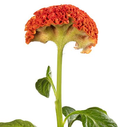 Celosia Reprise Series Seeds – Professional Crested Cockscomb Cut Flower Standard