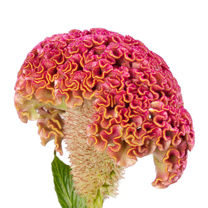Celosia Reprise Series Seeds – Professional Crested Cockscomb Cut Flower Standard