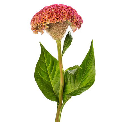 Celosia Reprise Series Seeds – Professional Crested Cockscomb Cut Flower Standard