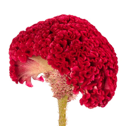 Celosia Reprise Series Seeds – Professional Crested Cockscomb Cut Flower Standard