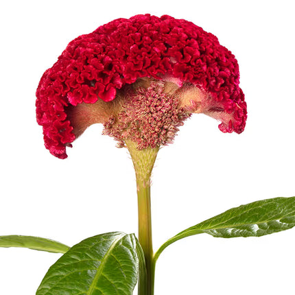 Celosia Reprise Series Seeds – Professional Crested Cockscomb Cut Flower Standard