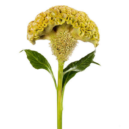Celosia Reprise Series Seeds – Professional Crested Cockscomb Cut Flower Standard